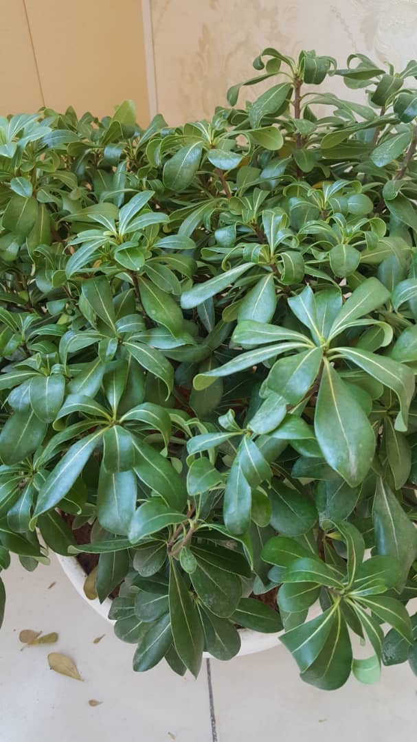 تصویر ارسالی کاربر